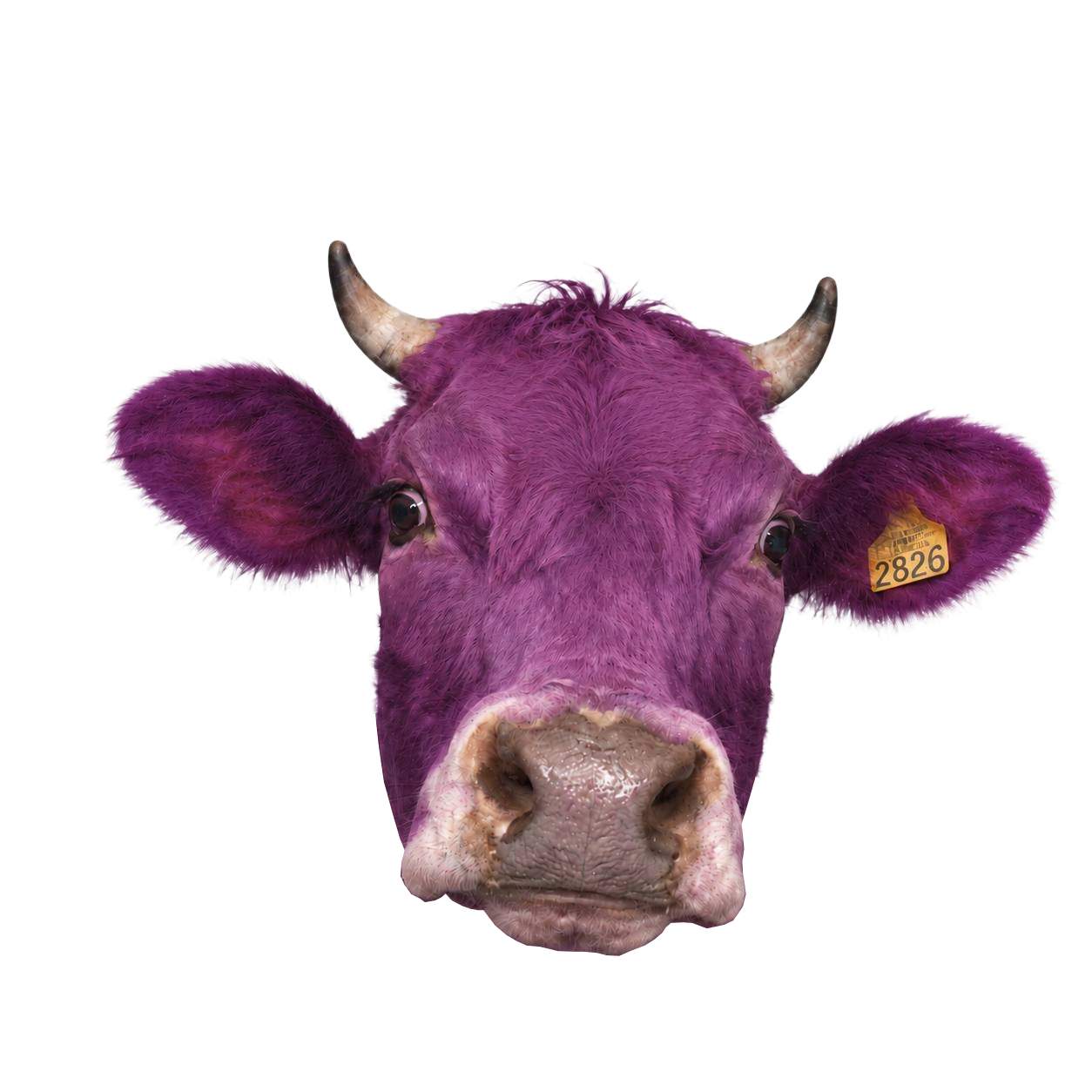Purple Cow