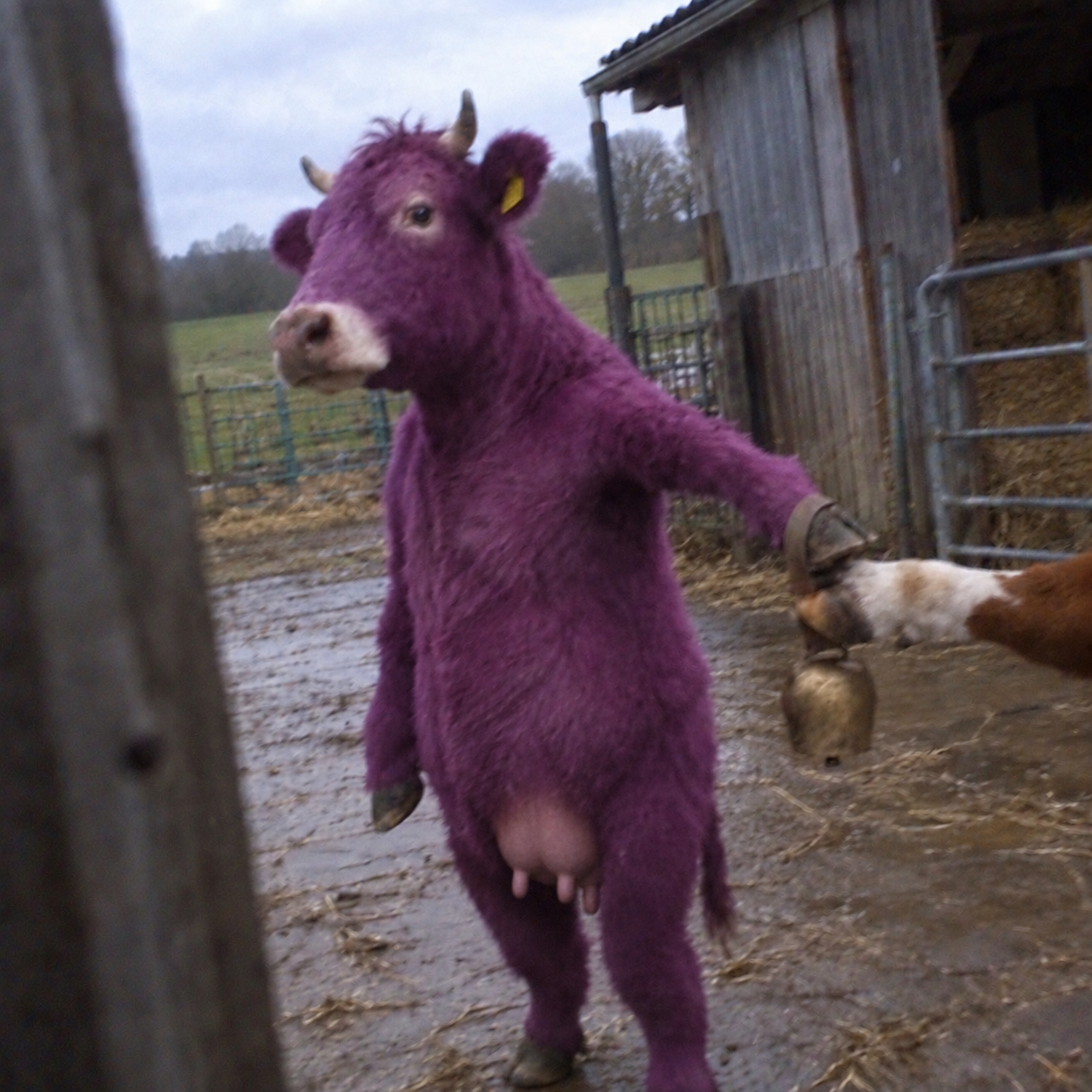 Purple Cow gallery image 3