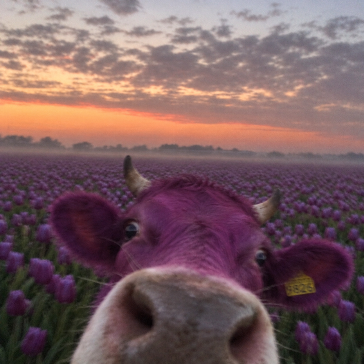 Purple Cow gallery image 8
